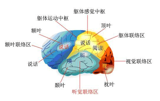 孤獨(dú)癥腦部有問(wèn)題嗎？腦功能差異不容忽視