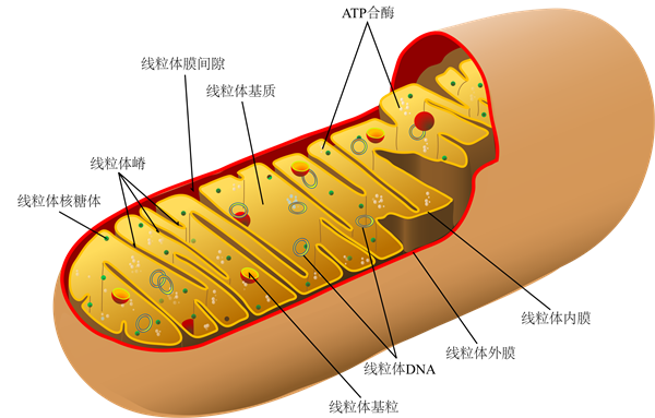 最新研究：線(xiàn)粒體缺陷誘發(fā)自閉癥的分子機(jī)制