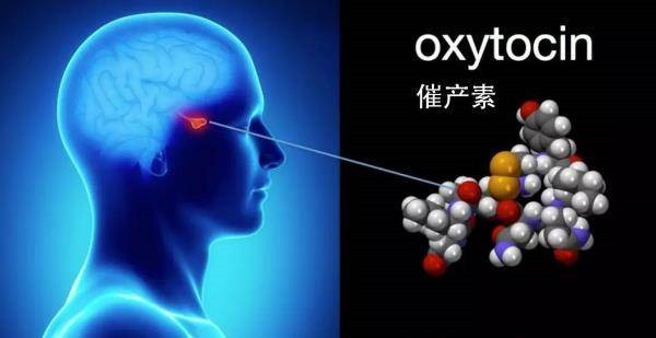 自閉癥藥物治療最新研究：催產(chǎn)素或可恢復(fù)社會(huì)行為