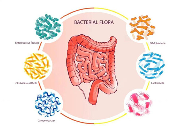 自閉癥與腸道微生物差異有關(guān)嗎？