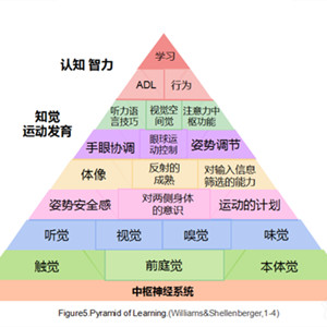 自閉癥兒童感覺統(tǒng)合失調(diào)的原因