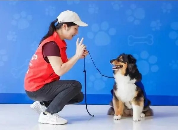 志愿者攜手自閉癥治療犬為“星星的孩子”提供輔助治療