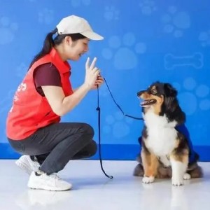 志愿者攜手自閉癥治療犬為“星星的孩子”提供輔助治療