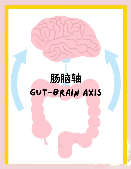 孤獨癥的生物學(xué)原因：腦和腸腦